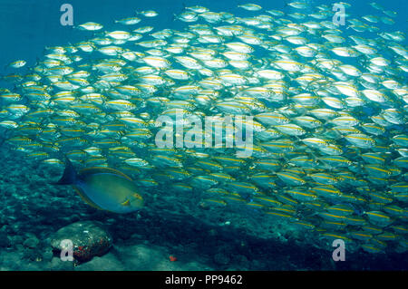 Leptalopsis Smoothtail les carangues, Selaroides, et Fowler's chirurgiens, Acanthurus fowleri, Bali Indonésie. Banque D'Images