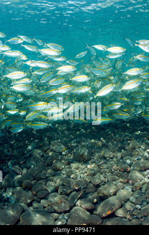 Leptalopsis Smoothtail les carangues, Selaroides, Bali Indonesia. Banque D'Images