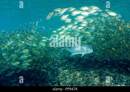 Géant, Caranx ignobilis, prédateurs sur Smoothtail leptalopsis les carangues, Selaroides, Bali Indonésie. Banque D'Images