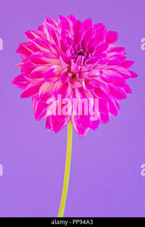 Image de la fleur dahlia sur fond violet Banque D'Images