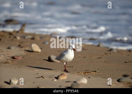 Gull à marée haute sur la plage de sable avec des cailloux et surfez en arrière-plan Banque D'Images