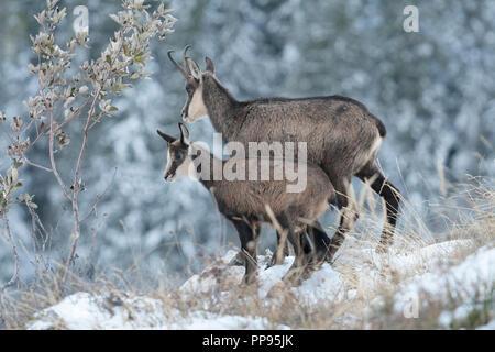 Mère et son petit chamois dans la neige, Rupicapra rupicapra, Chartreuse, France. Banque D'Images