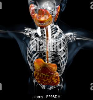 Illustration 3d de l'homme système digestif. Corps humain Banque D'Images