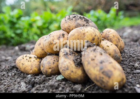 Un tas de pommes de terre fraîches qui sont libres allongé sur le sol. Banque D'Images