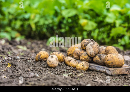 Un tas de pommes de terre fraîches qui sont libres allongé sur le sol. Banque D'Images