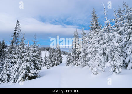 Paysage d'hiver avec sentier dans la neige. Forêt de sapin Banque D'Images