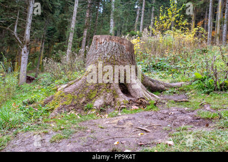 Vieilles souches sur la forêt. Vestiges de l'abattre la forêt. Banque D'Images