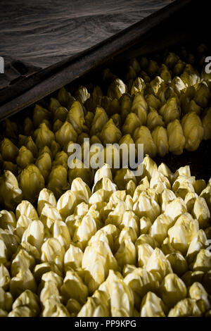 Les endives de plus en terre Banque D'Images