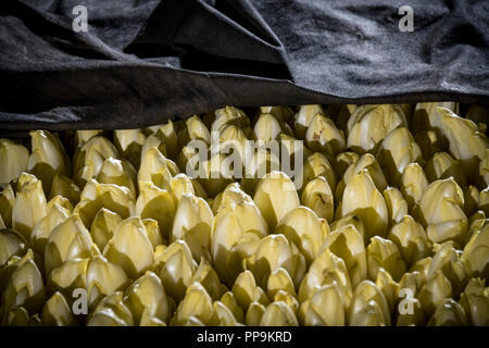 Les endives de plus en terre Banque D'Images