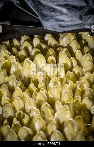 Les endives de plus en terre Banque D'Images