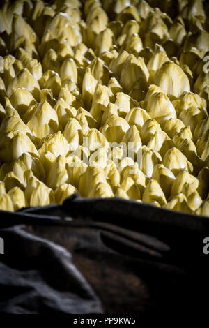 Les endives de plus en terre Banque D'Images