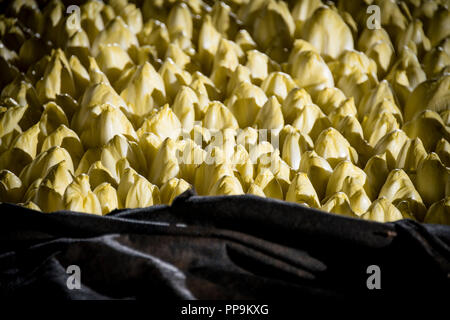 Les endives de plus en terre Banque D'Images