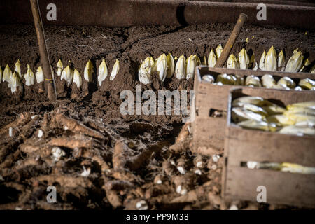 Les endives de plus en terre Banque D'Images