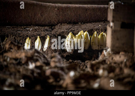 Les endives de plus en terre Banque D'Images