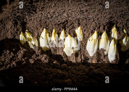 Les endives de plus en terre Banque D'Images