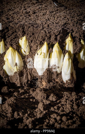 Les endives de plus en terre Banque D'Images