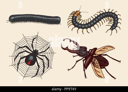 Grand ensemble d'insectes. Vintage Animaux domestiques dans la maison. Julida Coléoptères Bugs Araignée Whip, Scolopendra. Vector illustration gravée Illustration de Vecteur
