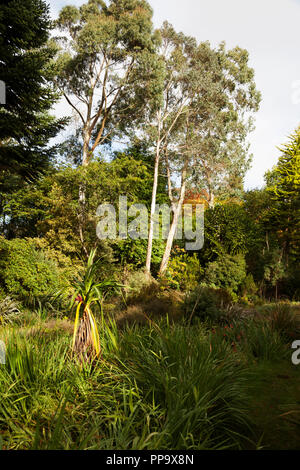 Jardin luxuriant avec la plantation de prairie en premier plan avec des herbes, et lis kaffir et forêt mixte en arrière-plan avec l'Eucalyptus, le monkey puzzle Banque D'Images