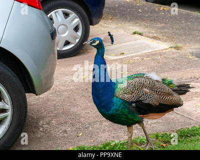 Les jeunes sauvages urbaines entre struts peacock voitures non identifiables. UK. Banque D'Images