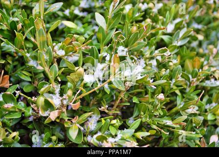 Les feuilles sur le sol avec une fine couche de neige Banque D'Images