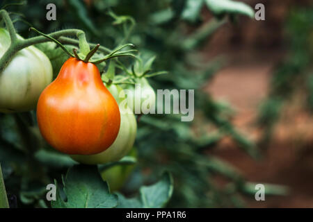 Libre de quelques tomates vertes dans l'usine de maturation dans un verger bio Banque D'Images