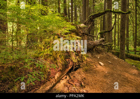 Les nouveaux semis croissant sur journal d'une infirmière, d'Anciennes oliveraies Sentier, Sol Duc River area, Olympic National Park, Washington State, USA Banque D'Images