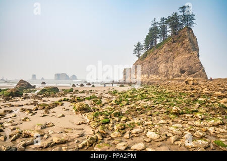 Aiguilles Quileute, piles de la mer à l'étape de la deuxième plage, partie de la Push Beach, la côte du Pacifique, Olympic National Park, Washington State, USA Banque D'Images