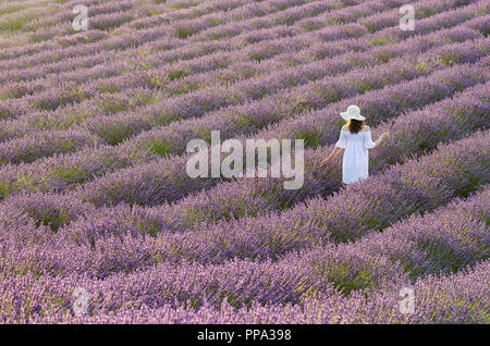 Femme en robe blanche sur son dos vu marcher entre les champs de lavande en France Banque D'Images