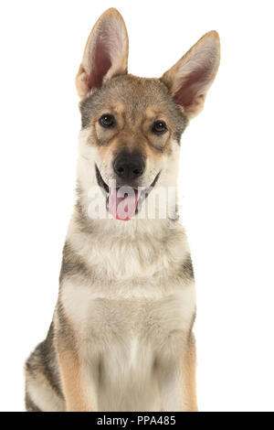 Portrait d'un chiot hybride tamaskan regardant la caméra sur un fond blanc avec bouche ouverte Banque D'Images