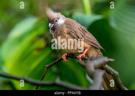 Speckled mousebird (Colius striatus) originaire d'Afrique perché dans l'arbre Banque D'Images