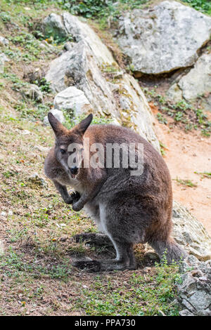 Red-necked wallaby wallaby de Bennett / (Macropus rufogriseus) originaire de l'Australie et de Tasmanie Banque D'Images