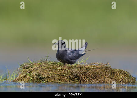 Guifette noire (Chlidonias niger) en plumage nuptial sur son nid dans l'étang Banque D'Images