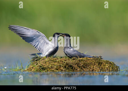 Guifette noire (Chlidonias niger) couple en plumage nuptial courting sur son nid dans l'étang Banque D'Images