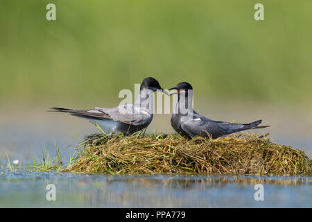 Guifette noire (Chlidonias niger) couple en plumage nuptial courting sur son nid dans l'étang Banque D'Images