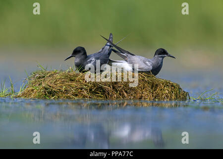 Guifette noire (Chlidonias niger) couple en plumage nuptial sur son nid dans l'étang Banque D'Images