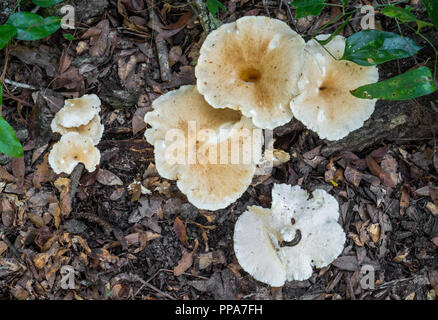 Gros champignons blancs sur sol de la forêt, dans le centre nord de la Floride. Polypore Moutons--Albatrellus ovinus un champignon comestible trouvés partout en Amérique du Nord. Banque D'Images