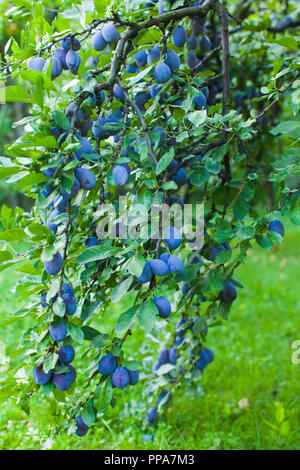 Arbre plein de prunes bleu dans l'été en plein air Banque D'Images