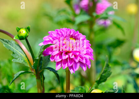 Dahlia sur fond de fleurs. Se concentrer sur une fleur. Profondeur de champ Banque D'Images