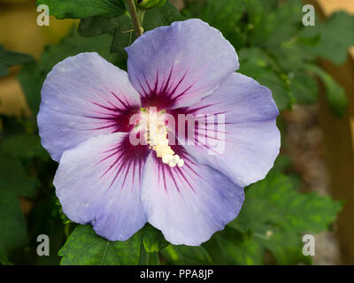 Grande fleur bleu rouge autour de l'arbuste à feuilles caduques, hardy Hibiscus syriacus 'Oiseau Bleu' (Bluebird) Banque D'Images