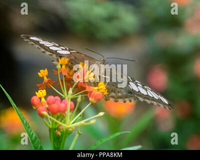 Vue sur la tête d'un élevage en captivité clipper tropical, papillon Parthenos Sylvia, sur l'alimentation, de l'asclépiade (Asclepias currassavica Banque D'Images