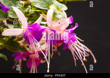 Fuchsia Banque D'Images