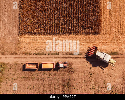 Photographie aérienne de moissonneuse-batteuse, verser les grains de maïs récoltés dans le tracteur cargo panier Banque D'Images