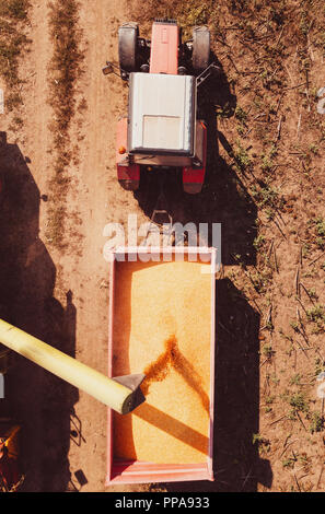 Photographie aérienne de moissonneuse-batteuse, verser les grains de maïs récoltés dans le tracteur cargo panier Banque D'Images