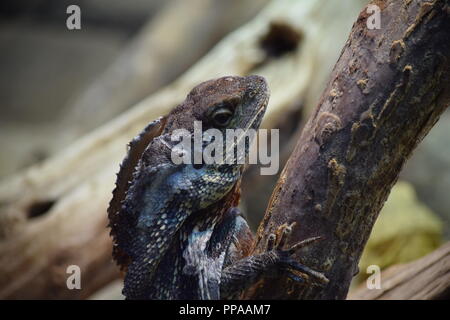 Sur une branche de reptiles Banque D'Images