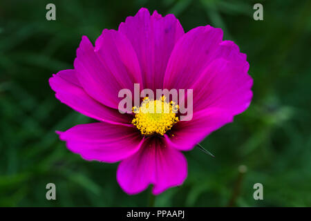 Close up of pink flower avec centre jaune Banque D'Images