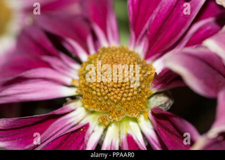 Close up de violet et blanc avec fleur jaune central bud Banque D'Images