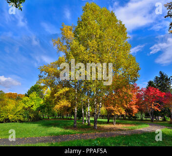 Petit coin d'automne parc de la ville avec le chemin à travers les arbres avec pelouse entre le feuillage multicolore rouge et arbres rowan - paysage d'automne à bright su Banque D'Images