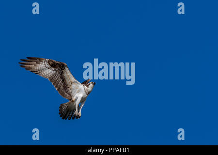 Balbuzard pêcheur (Pandion haliaetus) en vol stationnaire en raison d'un intrus approcher le nid (dans ce cas un Urubu). Banque D'Images