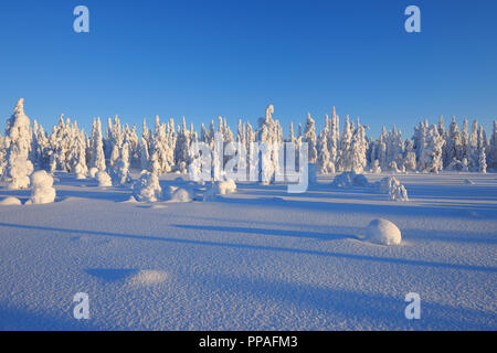 Paysage d'hiver, couverts de neige Haataja, Kuusamo, Nordoesterbotten, Pohjois Pohjanmaa, Finlande, Suomi Banque D'Images