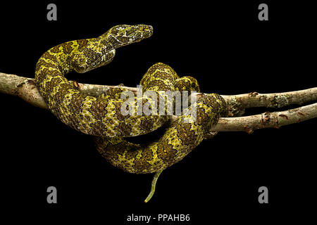 Protobothrops mangshanensis / Mangshan viper Banque D'Images